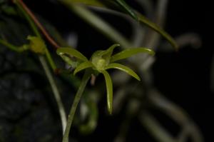 Angraecum rhynchoglossum
