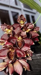 Catasetum cirrhaeoides