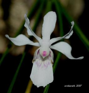 Holcoglossum lingulatum