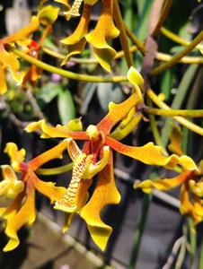 Paraphalaenopsis labukensis