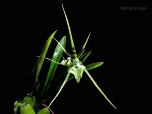Brassia gireoudiana