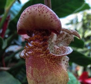 Coryanthes macrantha