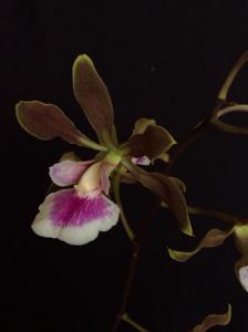 Encyclia randii