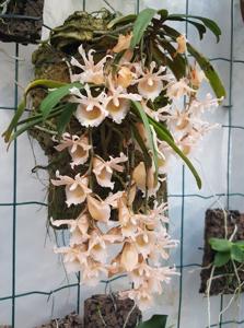 Eurychone galeandrae