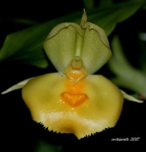 Catasetum expansum