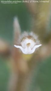 Microchilus arietinus