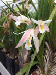 Cymbidium mastersii