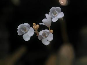 Didymoplexis pallens