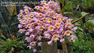 Dendrobium farmeri