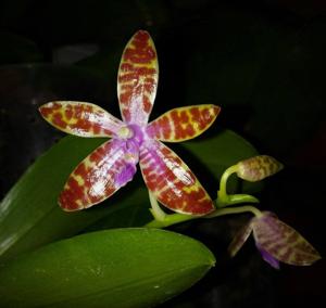 Phalaenopsis bastianii