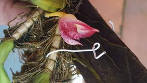 Bulbophyllum macranthum