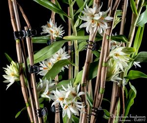 Dendrobium bracteosum
