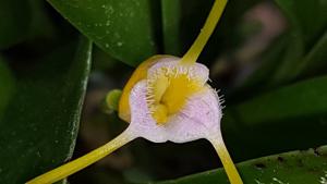 Masdevallia paivaeana