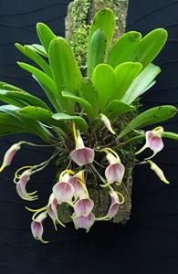 Masdevallia floribunda