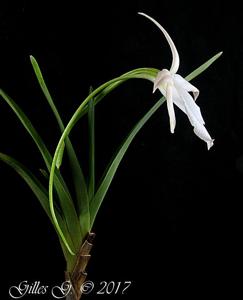 Angraecum protensum