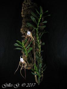 Angraecum conchoglossum