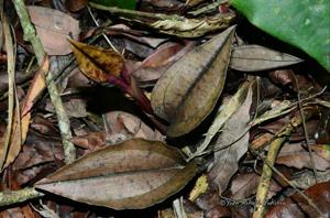 Nephelaphyllum pulchrum