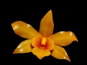 Dendrobium hancockii