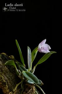 Cattleya alaorii