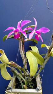 Cattleya violacea