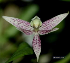 Prosthechea garciana