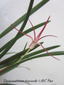 Dendrobium brevicolle