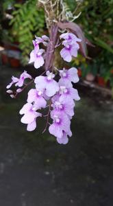 Ionopsis utricularioides