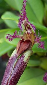 Bulbophyllum fascinator