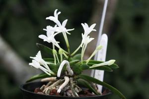 Vanda falcata