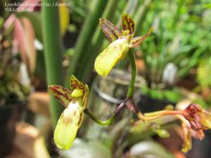 Leochilus labiatus