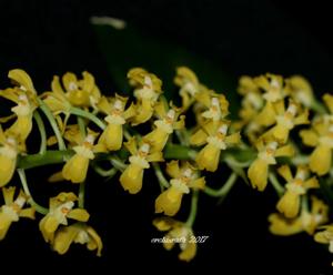 Gomesa crispa
