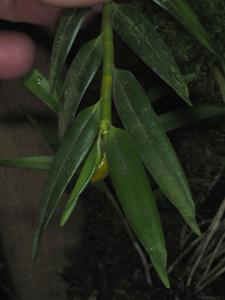 Aglossorrhyncha lucida