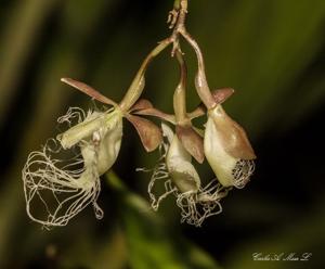 Epidendrum ilense
