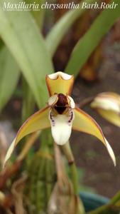 Maxillaria chrysantha