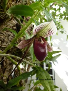 Paphiopedilum barbatum