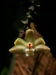 Grosourdya multistrata