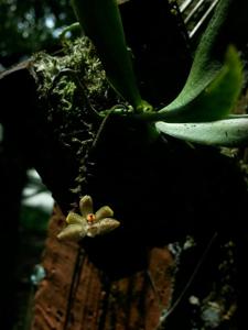 Grosourdya multistrata