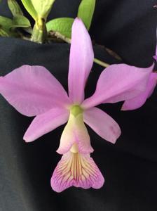 Cattleya nobilior