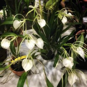 Brassocattleya Crystelle Smith-Little Toshie