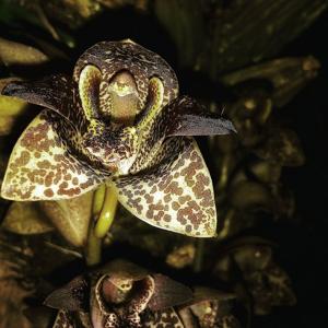 Grammatophyllum stapeliiflorum