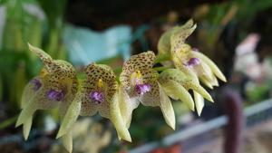 Bulbophyllum guttulatum