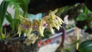 Bulbophyllum guttulatum