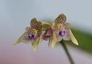 Bulbophyllum guttulatum