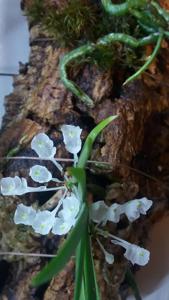 Podangis dactyloceras