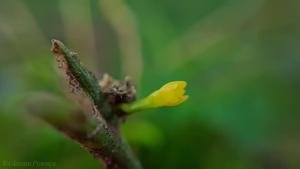 Jacquiniella globosa