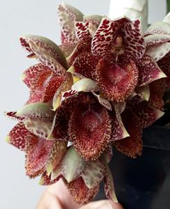Catasetum denticulatum