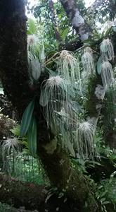 Bulbophyllum medusae