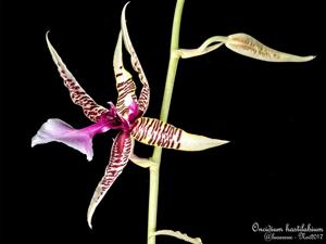 Oncidium hastilabium