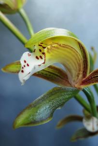 Cymbidium erythraeum