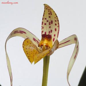 Bulbophyllum membranifolium subsp. membranifolium